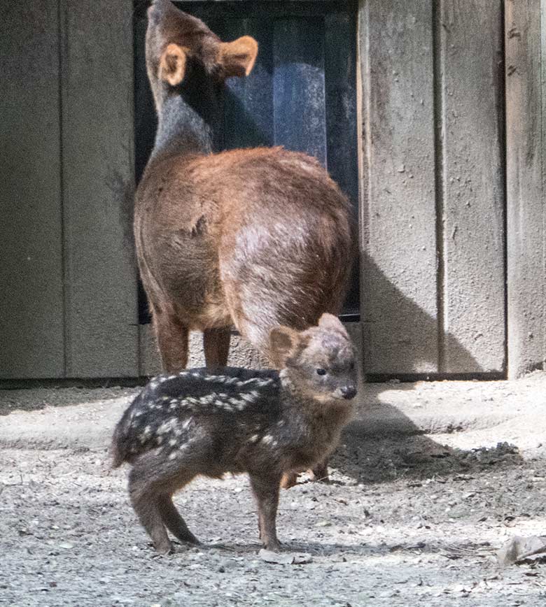 Südpudu-Jungtier am 19. Juli 2020 im Vorgehege des Stallgebäudes auf der Pudu-Außenanlage in der Nähe der Emus im Zoo Wuppertal