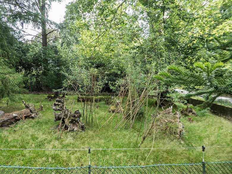 Pudu-Anlage am 25. Juli 2020 im Grünen Zoo Wuppertal. Das Mutter-Tier lag rechts im hohen Gras. Das Südpudu-Jungtier versteckte sich nah an der hochgestellten Wurzel
