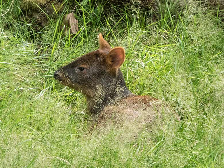 Weiblicher Pudu am 25. Juli 2020 im hohen Gras auf der Pudu-Anlage im Zoologischen Garten Wuppertal