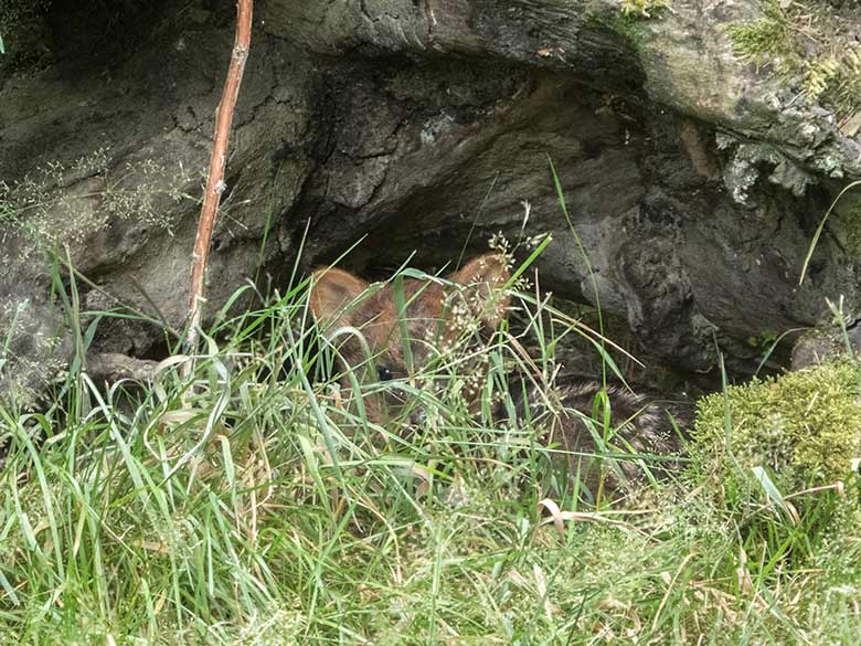 Weibliches Südpudu-Jungtier am 25. Juli 2020 im hohen Gras nah an einer Wurzel auf der Pudu-Anlage im Wuppertaler Zoo