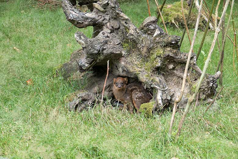 Weibliches Südpudu-Jungtier am 2. August 2020 auf der Pudu-Außenanlage im Zoologischen Garten der Stadt Wuppertal