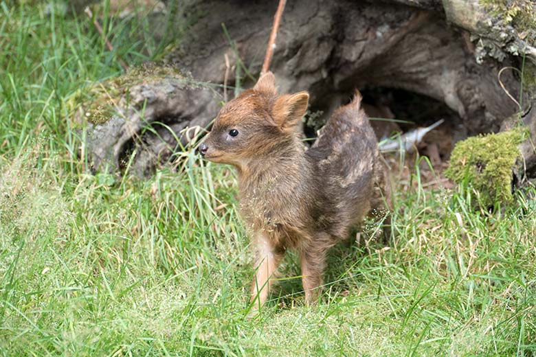 Weibliches Südpudu-Jungtier am 2. August 2020 auf der Pudu-Außenanlage im Grünen Zoo Wuppertal