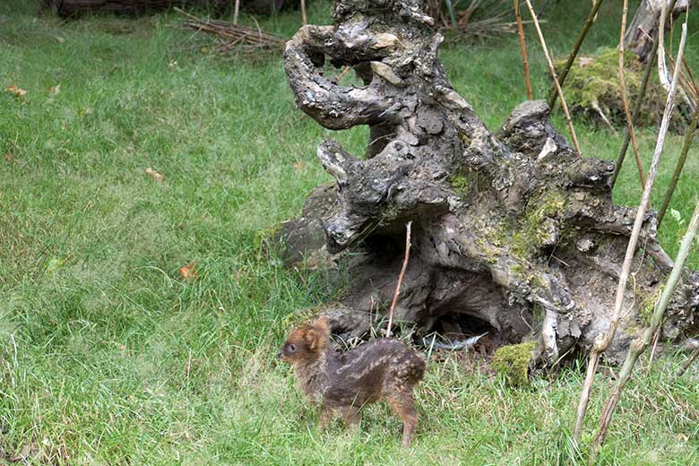 Weibliches Südpudu-Jungtier am 2. August 2020 auf der Pudu-Außenanlage im Wuppertaler Zoo