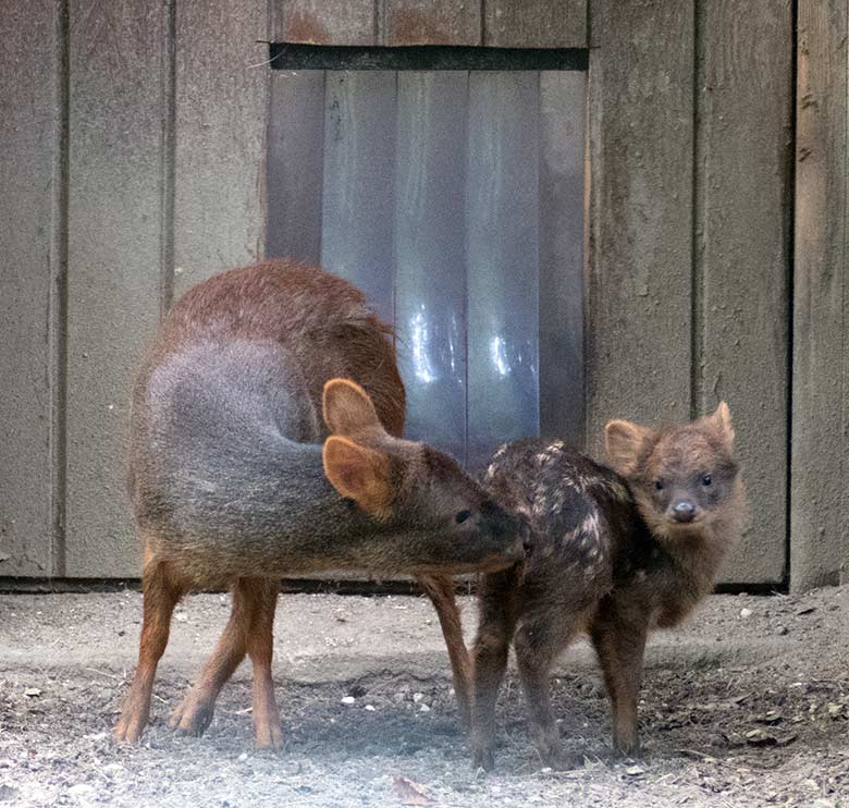 Weibliches Südpudu mit Jungtier am 2. August 2020 auf der Pudu-Außenanlage im Zoologischen Garten Wuppertal