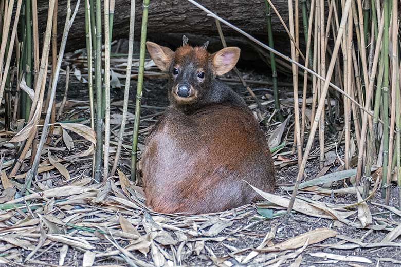 Männlicher Südpudu am 20. August 2020 auf der Außenanlage unterhalb des Vogel-Hauses im Grünen Zoo Wuppertal