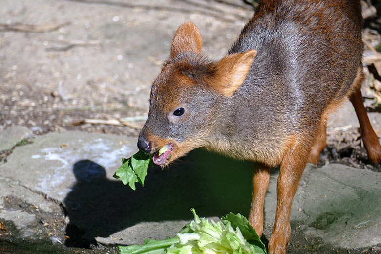 Männliches Südpudu-Jungtier am 21. September 2020 auf der Außenanlage am Vogel-Haus im Zoologischen Garten Wuppertal