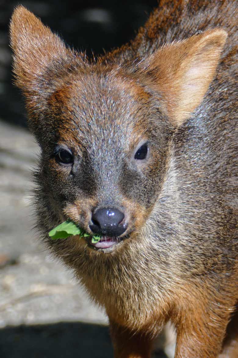 Männliches Südpudu-Jungtier am 21. September 2020 auf der Außenanlage am Vogel-Haus im Wuppertaler Zoo