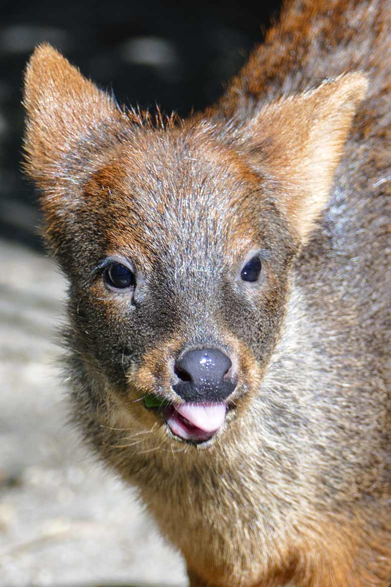 Männliches Südpudu-Jungtier am 21. September 2020 auf der Außenanlage am Vogel-Haus im Zoo Wuppertal