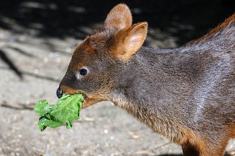 Männliches Südpudu-Jungtier am 21. September 2020 auf der Außenanlage am Vogel-Haus im Zoologischen Garten der Stadt Wuppertal