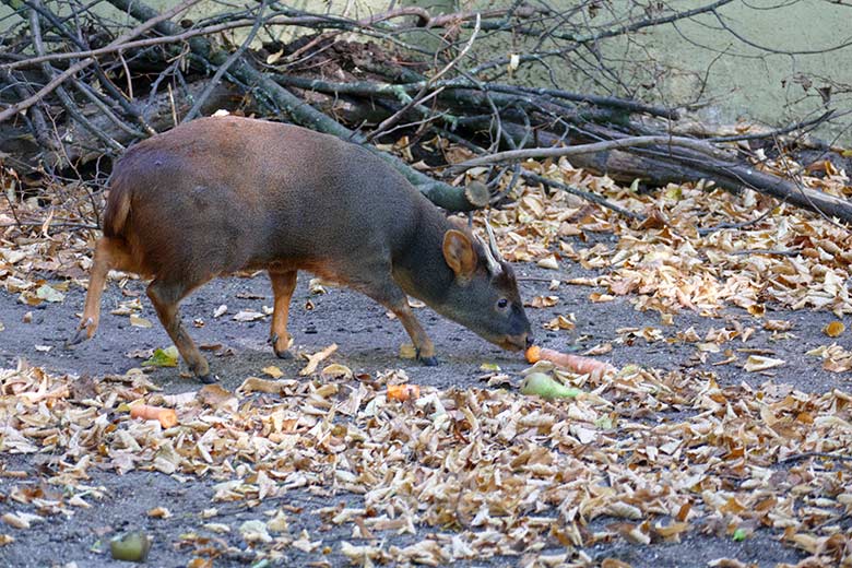 Männlicher Südpudu am 21. September 2020 auf der Außenanlage am Südamerika-Haus im Zoologischen Garten Wuppertal