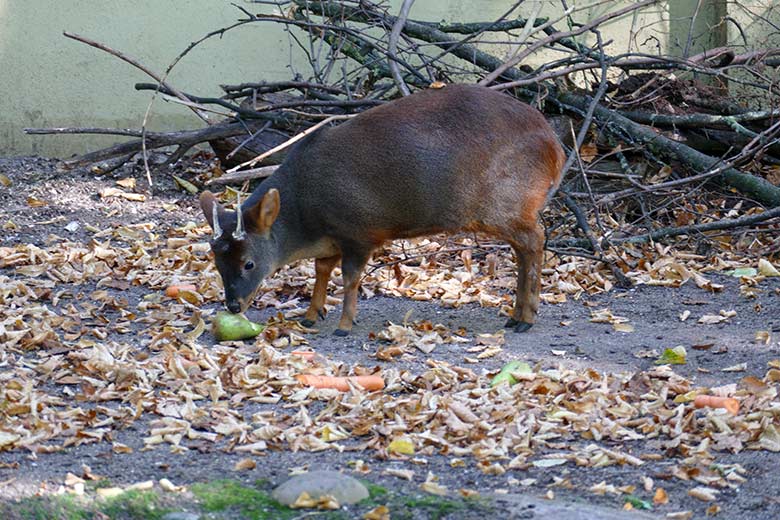 Männlicher Südpudu am 21. September 2020 auf der Außenanlage am Südamerika-Haus im Wuppertaler Zoo