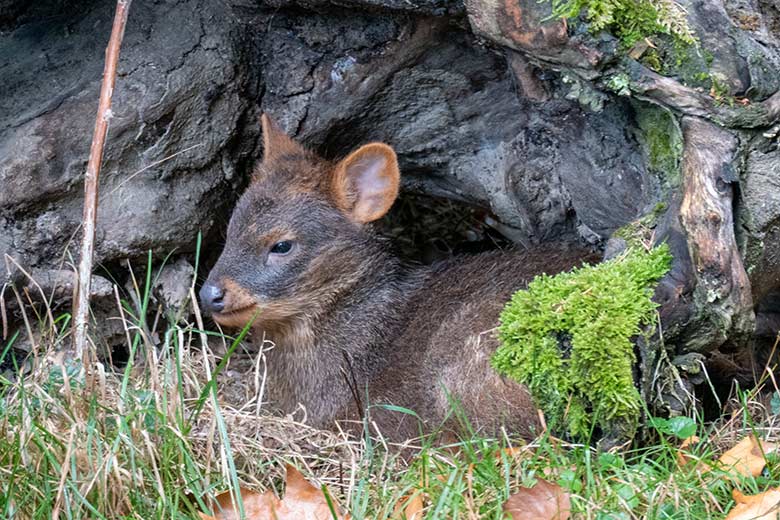 Weibliches Südpudu-Jungtier am 25. September 2020 auf der Pudu-Außenanlage im Wuppertaler Zoo