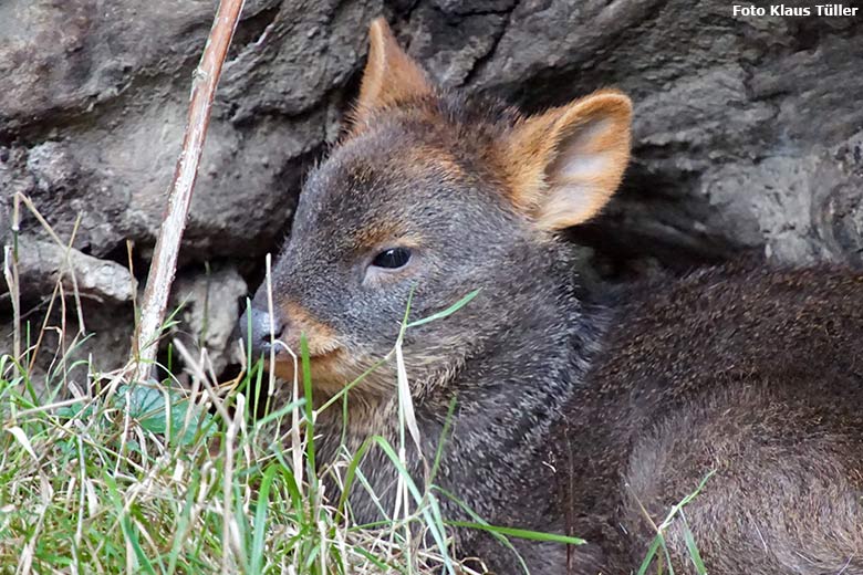 Weibliches Südpudu-Jungtier am 4. Oktober 2020 auf der Pudu-Außenanlage im Grünen Zoo Wuppertal (Foto Klaus Tüller)