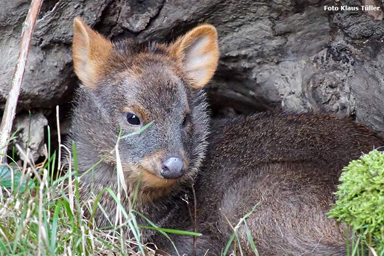 Weibliches Südpudu-Jungtier am 4. Oktober 2020 auf der Pudu-Außenanlage im Zoologischen Garten Wuppertal (Foto Klaus Tüller)