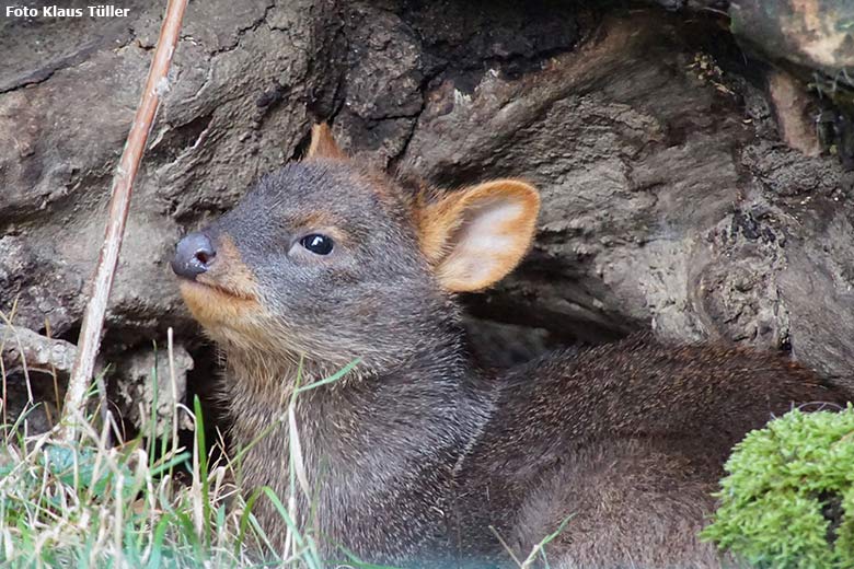 Weibliches Südpudu-Jungtier am 4. Oktober 2020 auf der Pudu-Außenanlage im Wuppertaler Zoo (Foto Klaus Tüller)