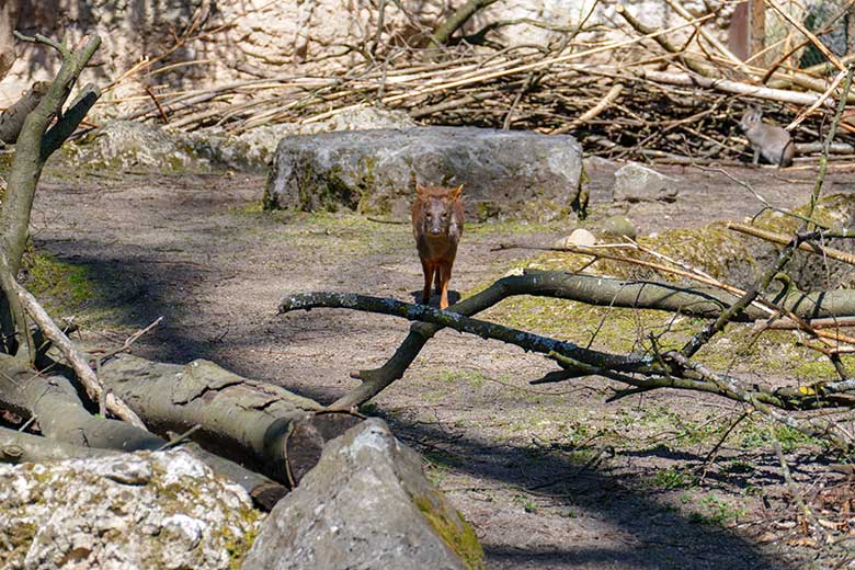 Weiblicher Südpudu am 27. April 2021 auf der Außenanlage am Südamerika-Haus im Zoo Wuppertal