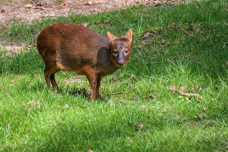 Weiblicher Südpudu am 1. Mai 2021 auf der Pudu-Außenanlage im Grünen Zoo Wuppertal