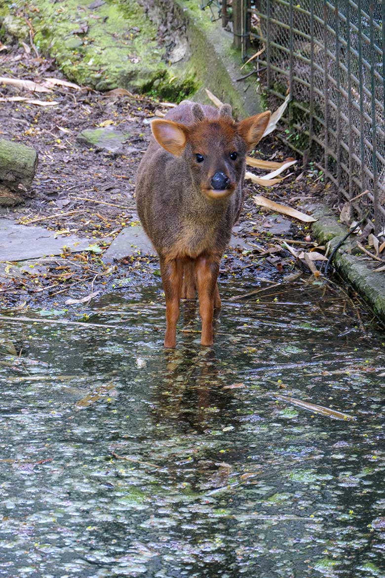 Männlicher Südpudu am 3. Mai 2021 im Wasser auf der linken Außenanlage unterhalb des Vogel-Hauses im Zoologischen Garten der Stadt Wuppertal