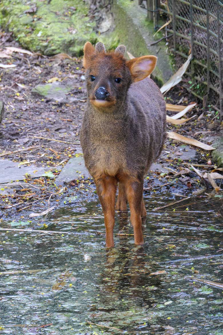 Männlicher Südpudu am 3. Mai 2021 im Wasser auf der linken Außenanlage unterhalb des Vogel-Hauses im Zoo Wuppertal