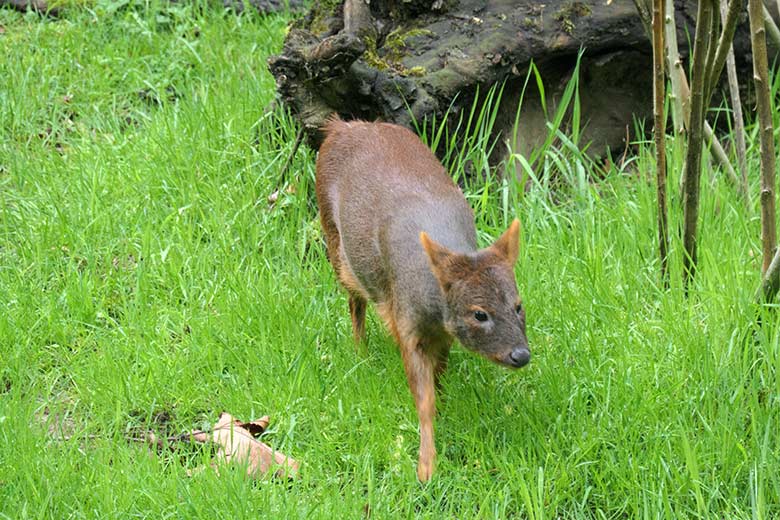 Weiblicher Südpudu am 20. Mai 2021 auf der Pudu-Außenanlage im Zoologischen Garten der Stadt Wuppertal