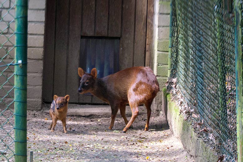 Weiblicher Südpudu mit Jungtier am 3. Juli 2021 im Vorgehege der Pudu-Anlage im Grünen Zoo Wuppertal