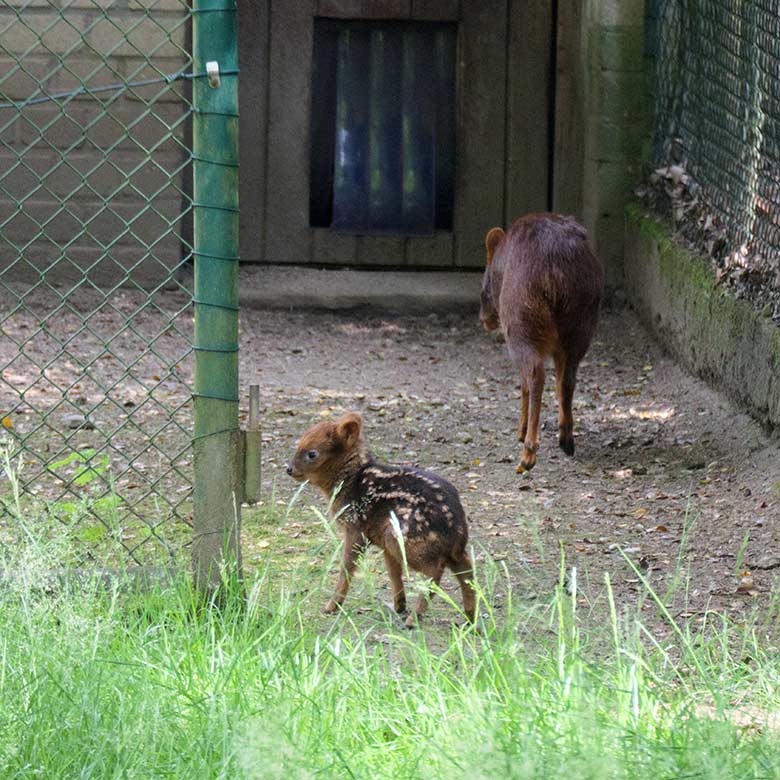 Mittlerweile verstorbenes männliches Südpudu-Jungtier mit seiner Pudu-Mutter am 4. Juli 2021 im Vorgehege der Pudu-Anlage neben der Madagaskar-Voliere im Wuppertaler Zoo