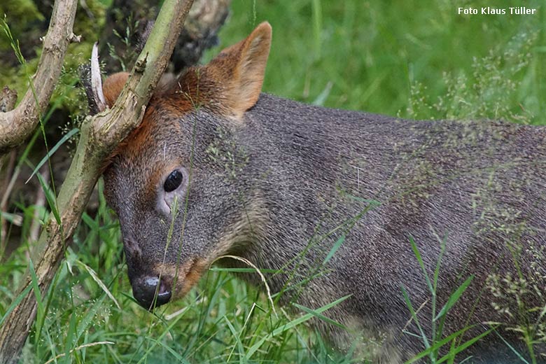 Männlicher Südpudu am 13. Juli 20211 im Gras der Pudu-Außenanlage neben der Madagaskar-Voliere im Wuppertaler Zoo (Foto Klaus Tüller)