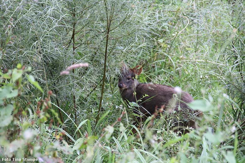 Weiblicher Südpudu am 24. Juli 2021 in der begehbaren Freiflugvoliere Aralandia im Zoologischen Garten Wuppertal (Foto Tina Stumpe)