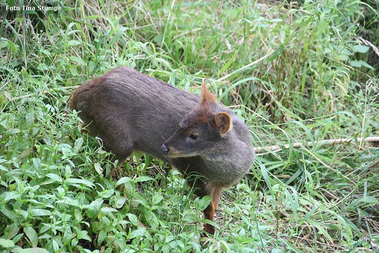 Weiblicher Südpudu am 24. Juli 2021 in der begehbaren Freiflugvoliere Aralandia im Wuppertaler Zoo (Foto Tina Stumpe)