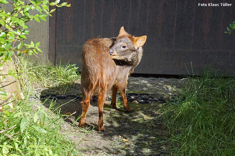 Weiblicher Südpudu am 26. Juli 2021 in der begehbaren Freiflugvoliere Aralandia im Wuppertaler Zoo (Foto Klaus Tüller)