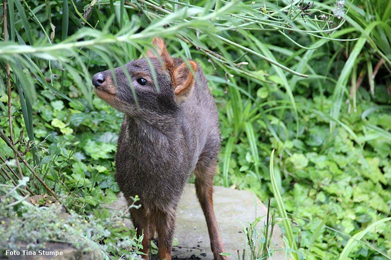 Weiblicher Südpudu am 7. August 2021 in der begehbaren Freiflugvoliere Aralandia im Grünen Zoo Wuppertal (Foto Tina Stumpe)