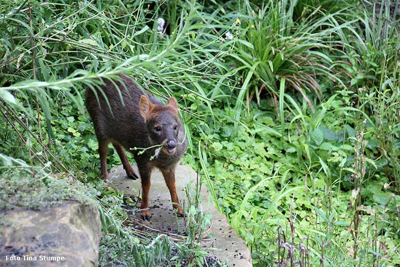 Weiblicher Südpudu am 7. August 2021 in der begehbaren Freiflugvoliere Aralandia im Zoologischen Garten Wuppertal (Foto Tina Stumpe)