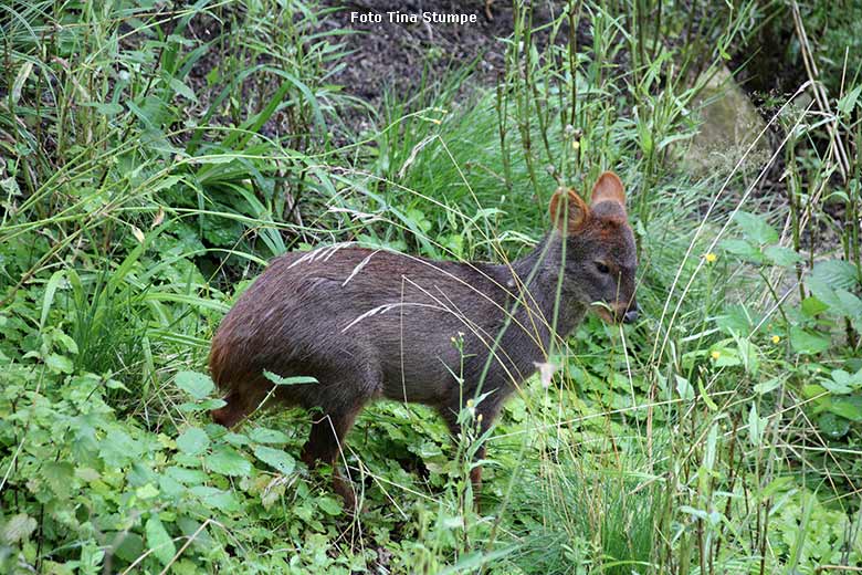 Weiblicher Südpudu am 7. August 2021 in der begehbaren Freiflugvoliere Aralandia im Zoo Wuppertal (Foto Tina Stumpe)