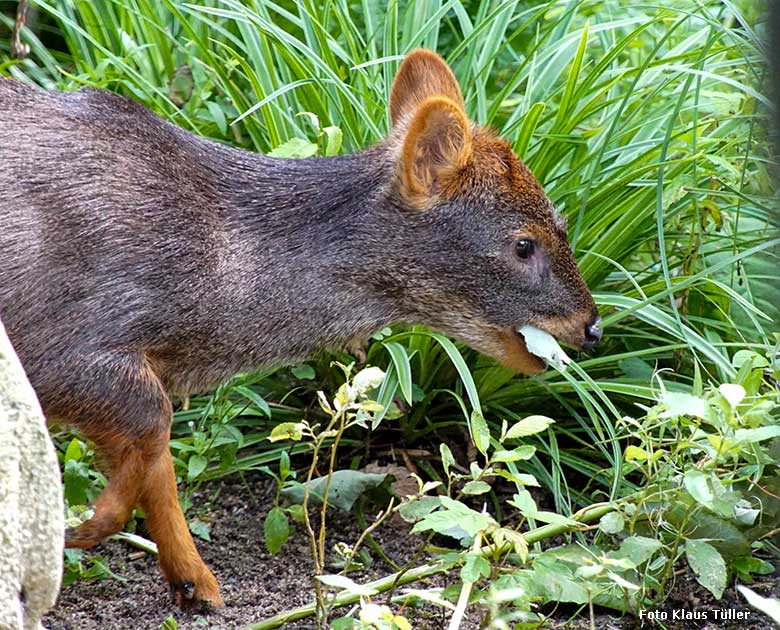 Weiblicher Südpudu am 10. August 2021 in der begehbaren Freiflugvoliere Aralandia im Zoologischen Garten Wuppertal (Foto Klaus Tüller)