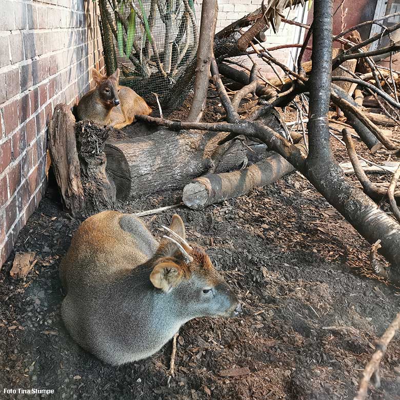 Männlicher Südpudu MAX und weiblicher Südpudu (hinten) am 17. Oktober 2021 in einem Schaugehege im Südamerika-Haus im Grünen Zoo Wuppertal (Foto Tina Stumpe)