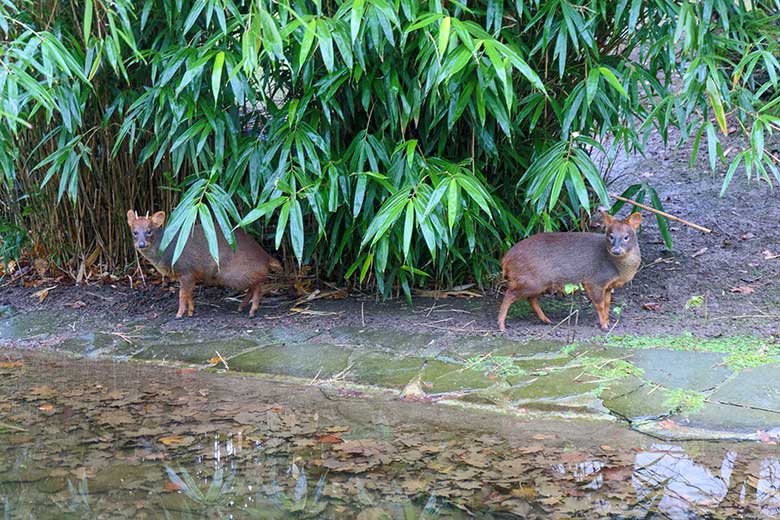 Südpudu-Paar am 12. Dezember 2021 auf der Außenanlage am Vogel-Haus im Grünen Zoo Wuppertal