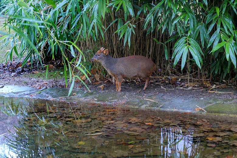 Männlicher Südpudu am 12. Dezember 2021 auf der Außenanlage am Vogel-Haus im Wuppertaler Zoo