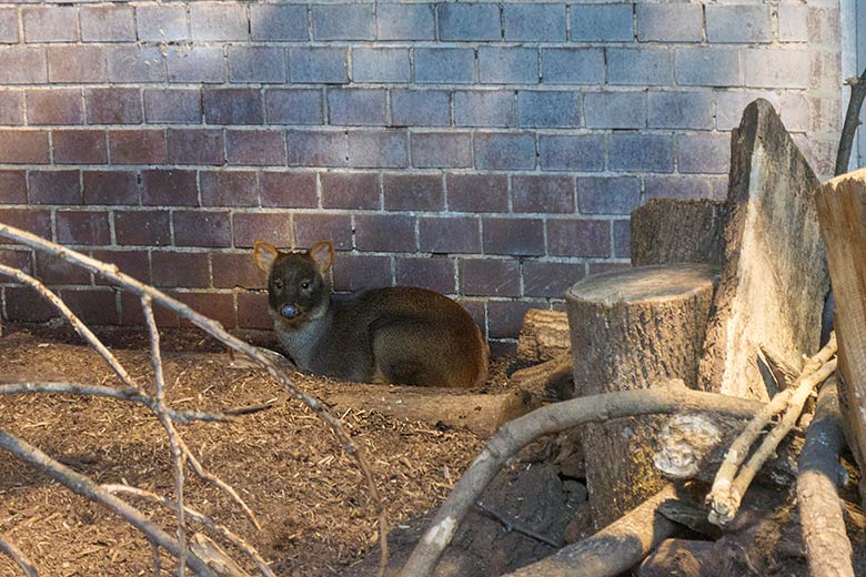 Weiblicher Südpudu am 24. Dezember 2021 im Südamerika-Haus im Zoologischen Garten Wuppertal