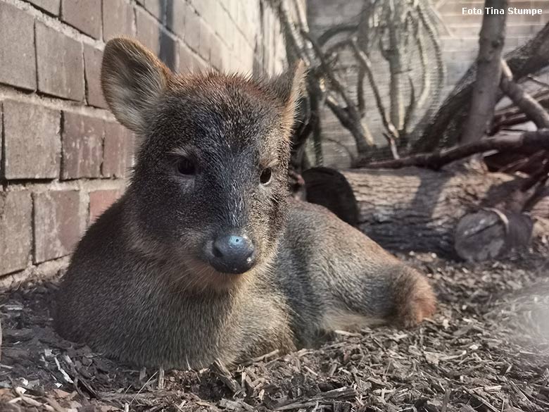 Weiblicher Südpudu am 22. Januar 2022 im Südamerika-Haus im Grünen Zoo Wuppertal (Foto Tina Stumpe)