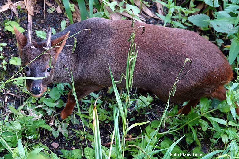 Männlicher Südpudu am 28. Mai 2022 in der Aralandia Voliere im Grünen Zoo Wuppertal (Foto Klaus Tüller)