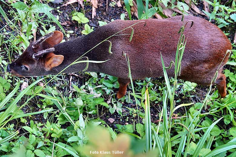 Männlicher Südpudu am 28. Mai 2022 in der Aralandia Voliere im Zoologischen Garten Wuppertal (Foto Klaus Tüller)