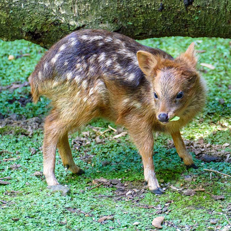 Jüngeres Südpudu-Jungtier am 2. Juli 2022 auf der unteren Außenanlage am Vogel-Haus im Wuppertaler Zoo