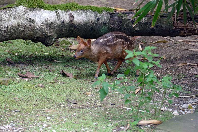 Jüngeres Südpudu-Jungtier am 25. Juli 2022 auf der Außenanlage am Vogel-Haus im Zoo Wuppertal