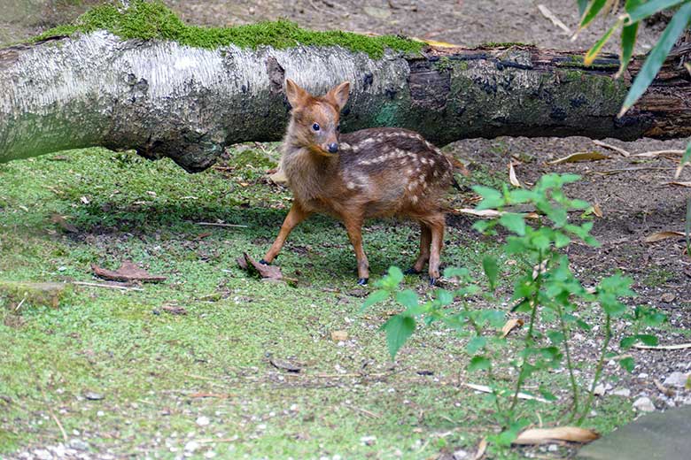 Jüngeres Südpudu-Jungtier am 25. Juli 2022 auf der Außenanlage am Vogel-Haus im Wuppertaler Zoo