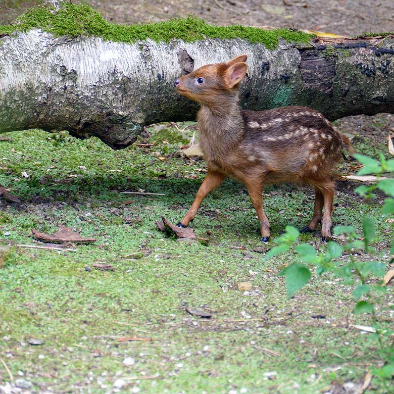 Jüngeres Südpudu-Jungtier am 25. Juli 2022 auf der Außenanlage am Vogel-Haus im Grünen Zoo Wuppertal