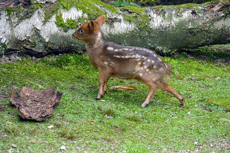 Jüngeres Südpudu-Jungtier am 25. Juli 2022 auf der Außenanlage am Vogel-Haus im Zoologischen Garten Wuppertal