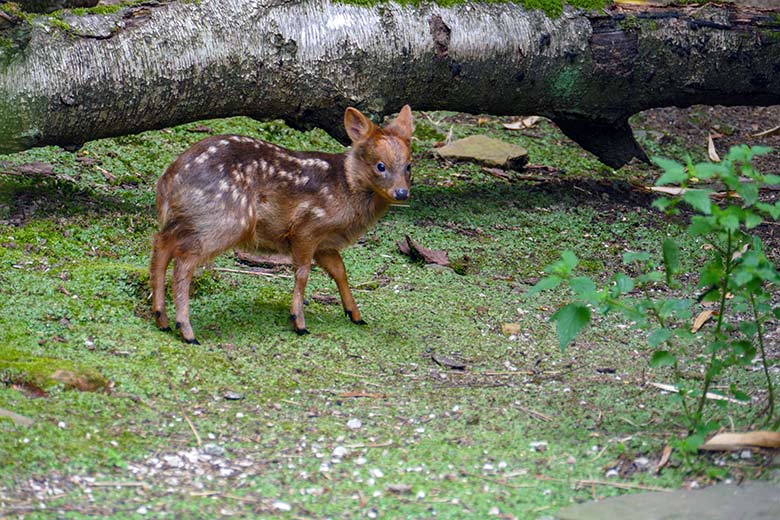 Jüngeres Südpudu-Jungtier am 25. Juli 2022 auf der Außenanlage am Vogel-Haus im Zoo Wuppertal