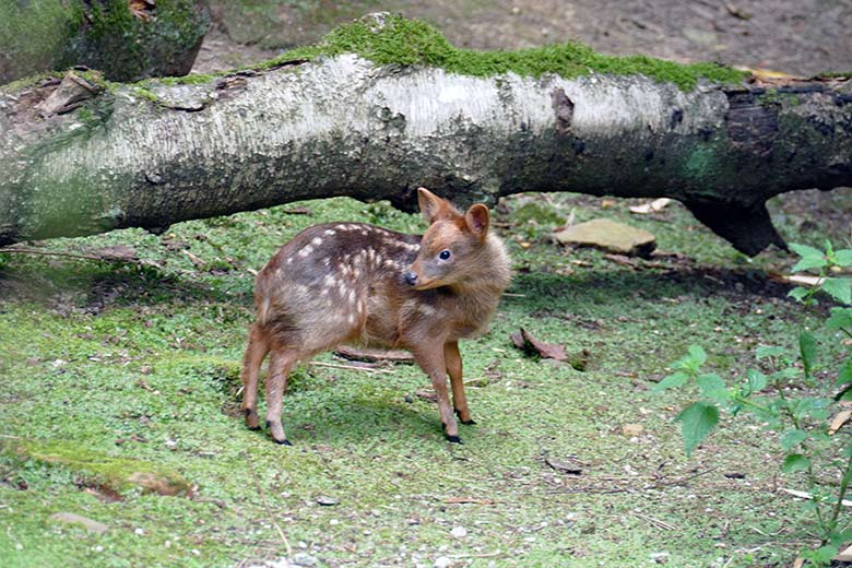 Jüngeres Südpudu-Jungtier am 25. Juli 2022 auf der Außenanlage am Vogel-Haus im Wuppertaler Zoo