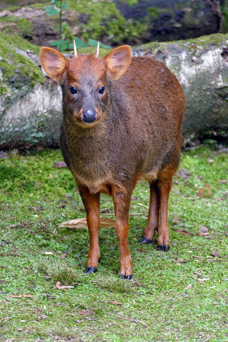 Männlicher Südpudu am 25. Juli 2022 auf der Außenanlage am Vogel-Haus im Wuppertaler Zoo