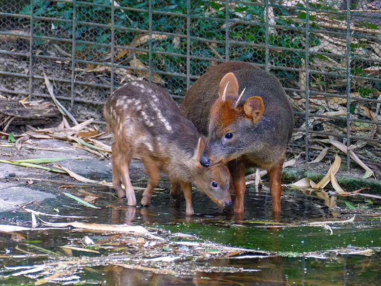 Jüngeres Südpudu-Jungtier mit seinem Südpudu-Vater am 25. Juli 2022 auf der Außenanlage am Vogel-Haus im Zoologischen Garten der Stadt Wuppertal